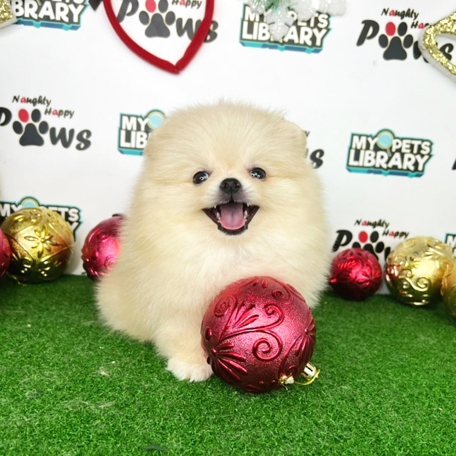 Pomeranian Puppy (Female) For Sale