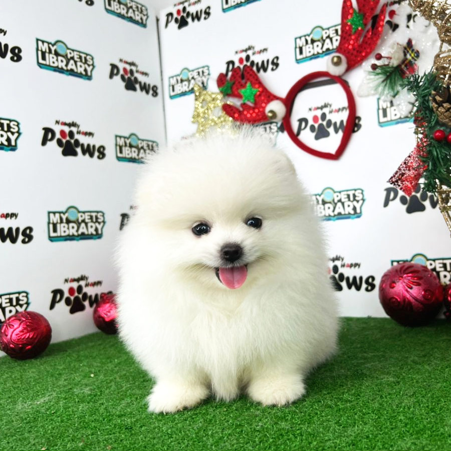 Pomeranian Puppy (Male) For Sale