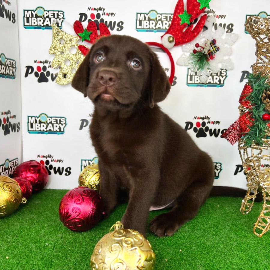 Labrador Retriever Puppy (Male) For Sale