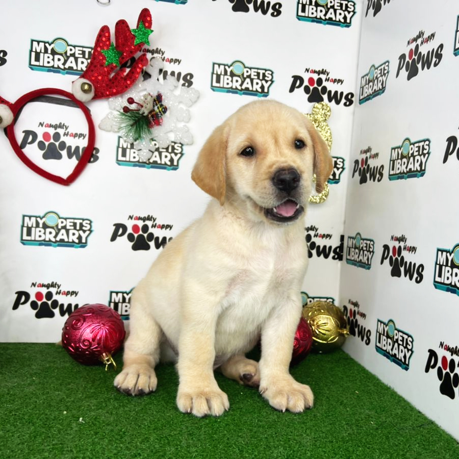 Labrador Retriever Puppy (Male) For Sale
