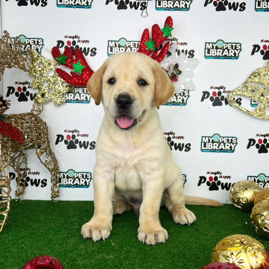 Labrador Retriever Puppy (Male) For Sale