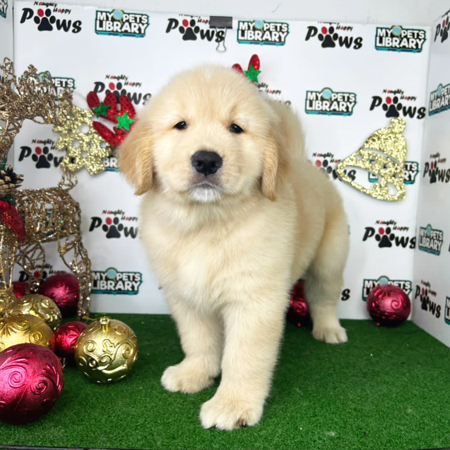Golden Retriever Puppy (Male) For Sale