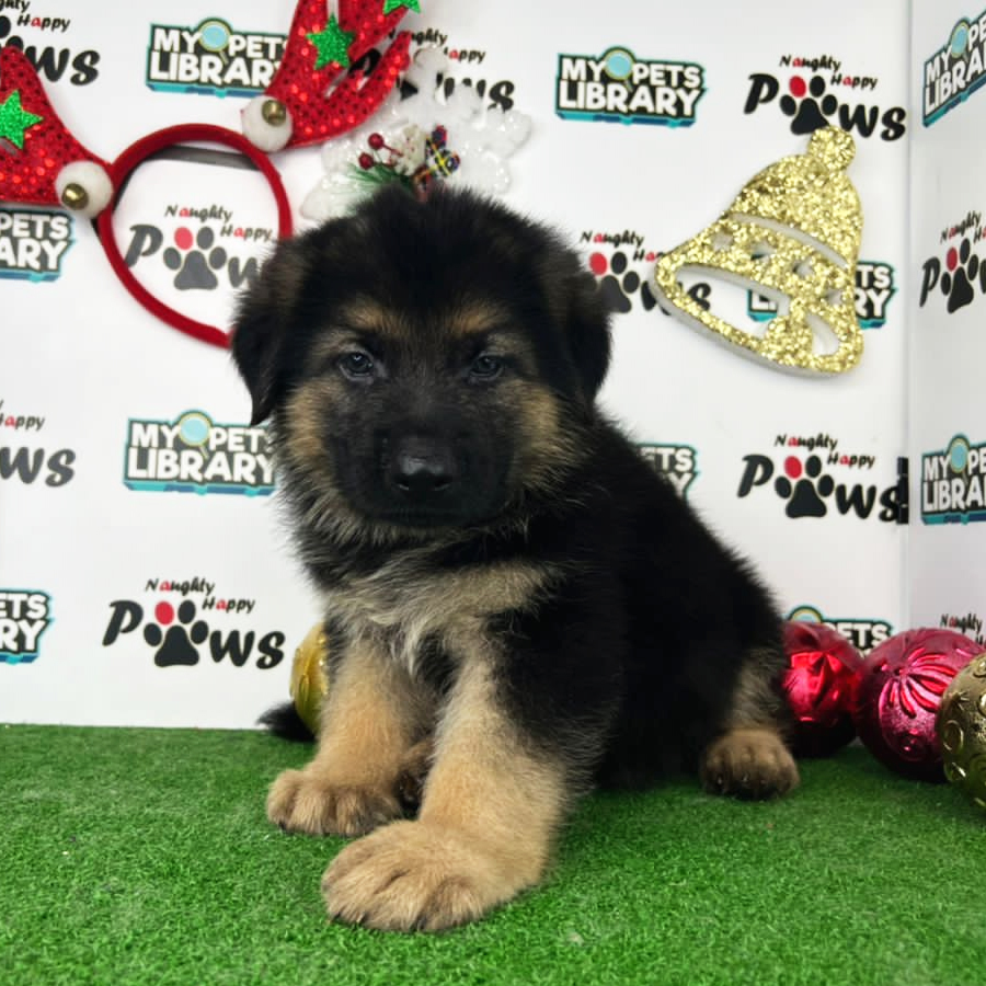 German Shepherd Puppy (Male) For Sale