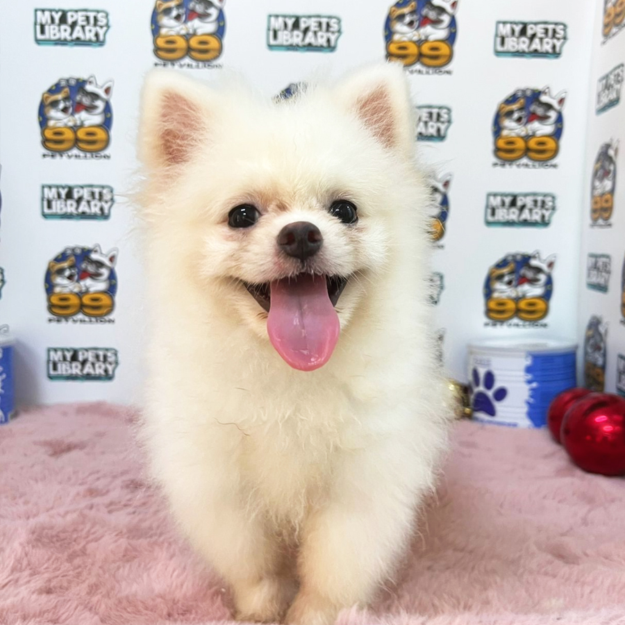 Pomeranian Puppy (Male) For Sale