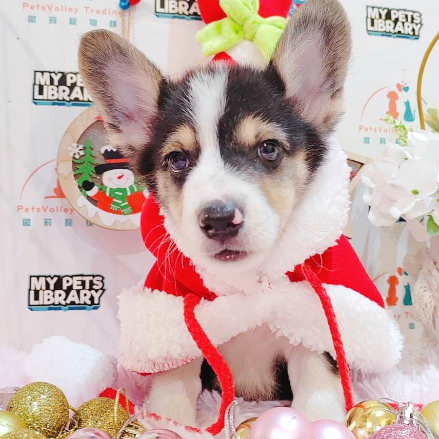 Welsh Corgi Puppy (Male) For Sale