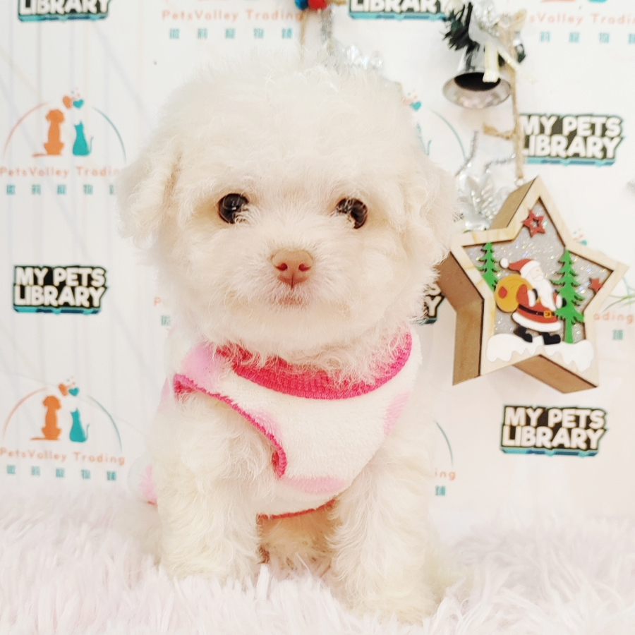 Tiny Poodle Puppy (Female) For Sale