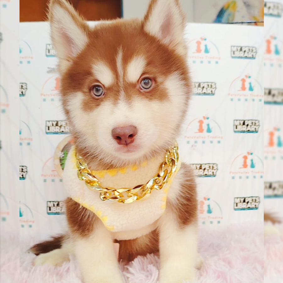 Wooly Husky Puppy (Male) For Sale