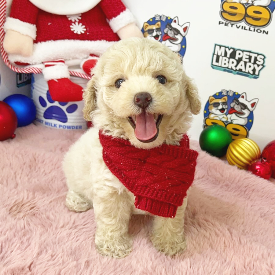 Toy Poodle Puppy (Female) For Sale