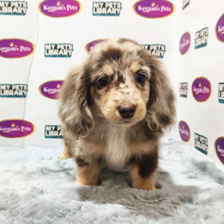 MKA Longhair Miniature Dachshund Puppy (Female) For Sale