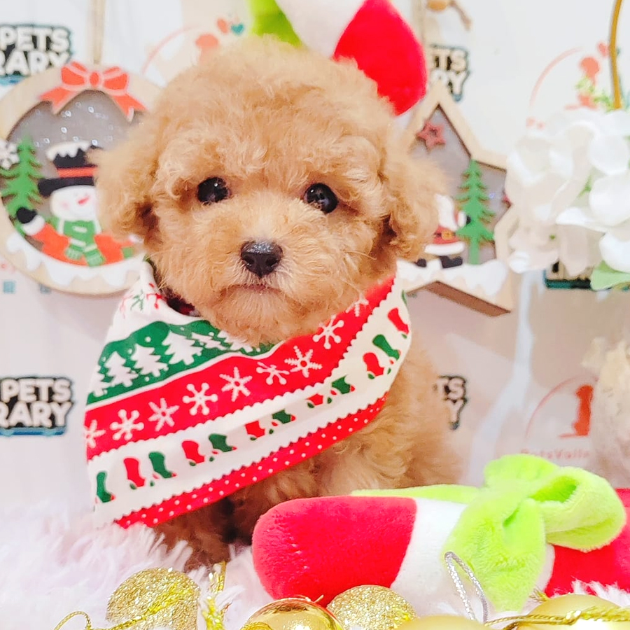 Tiny Poodle Puppy (Female) For Sale