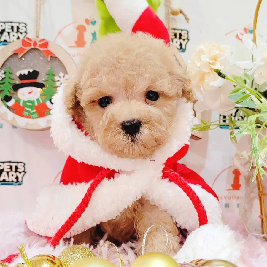 Tiny Poodle Puppy (Male) For Sale