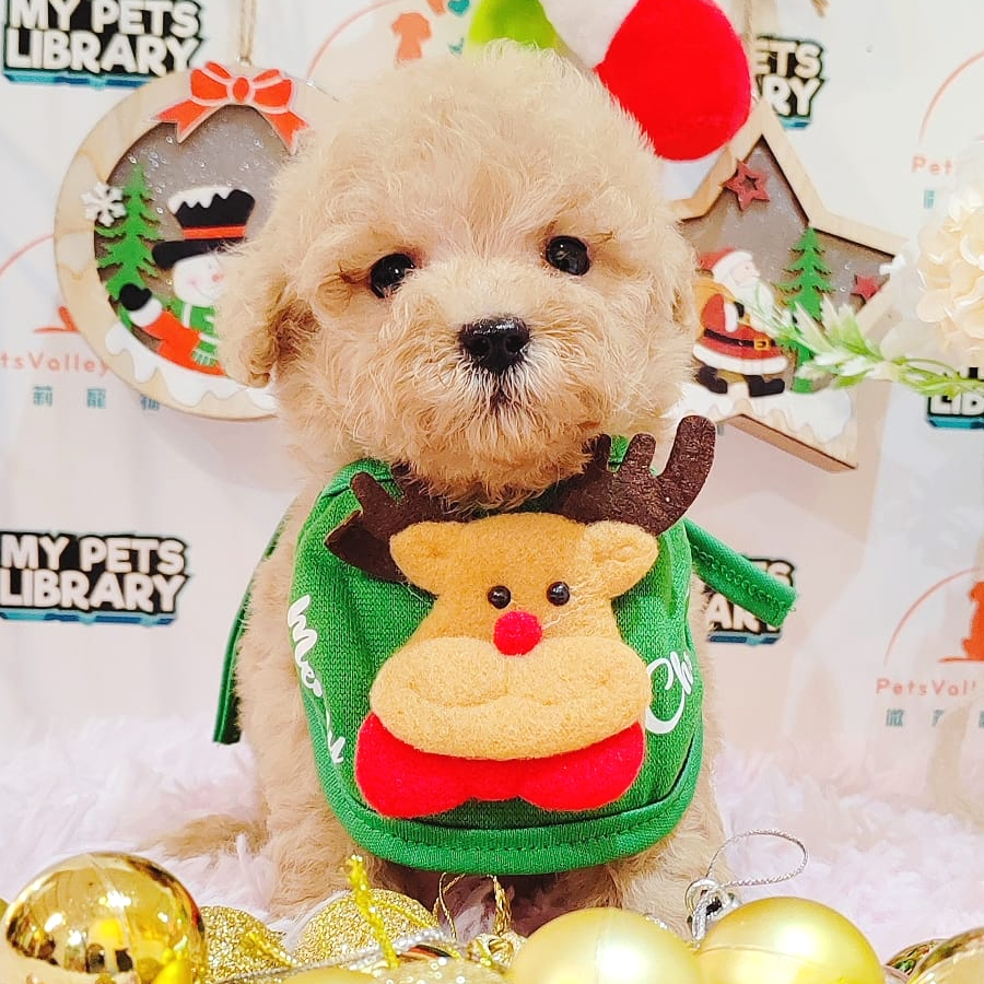 Tiny Poodle Puppy (Female) For Sale