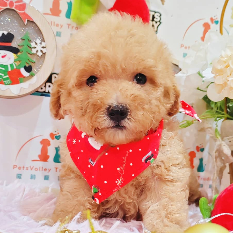 Toy Poodle Puppy (Male) For Sale