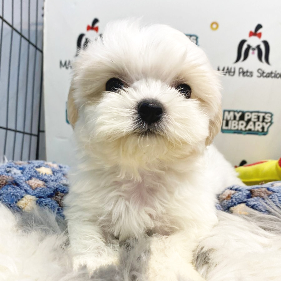 Maltipoo Puppy (Female) For Sale