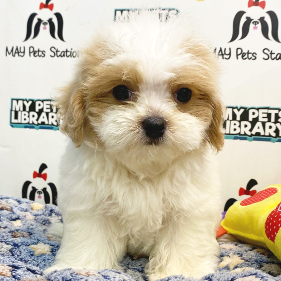 Maltipoo Puppy (Male) For Sale