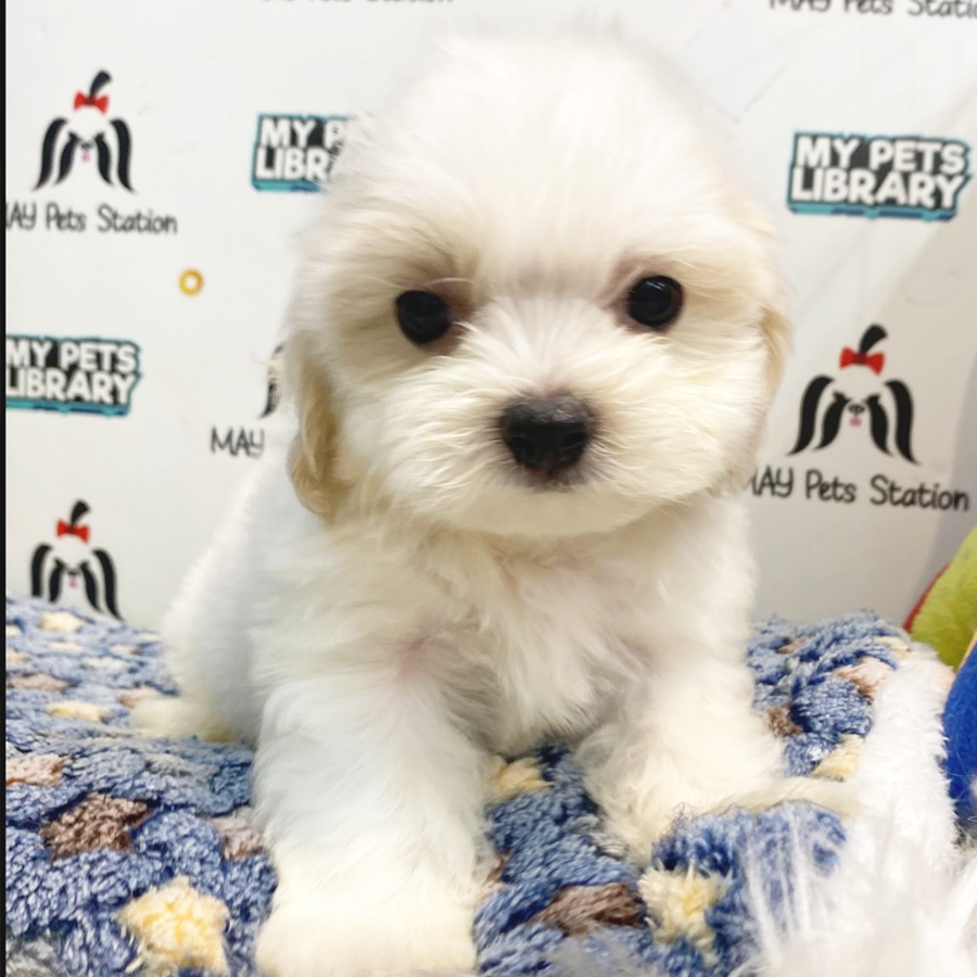 Maltipoo Puppy (Male) For Sale