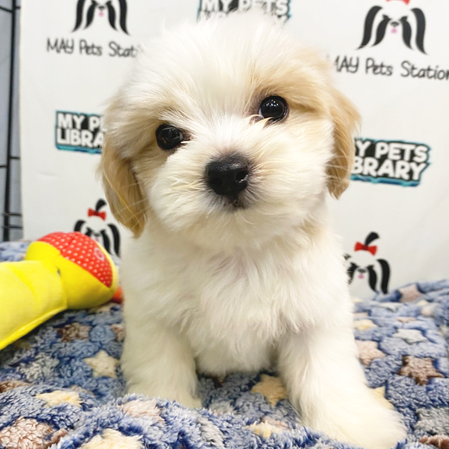 Maltipoo Puppy (Female) For Sale