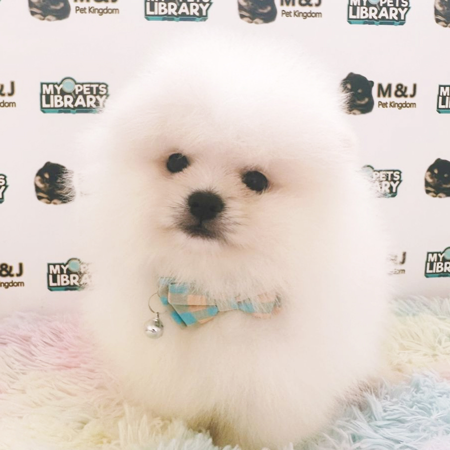 Pomeranian Puppy (Male) For Sale