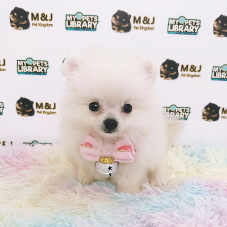 Pomeranian Puppy (Female) For Sale
