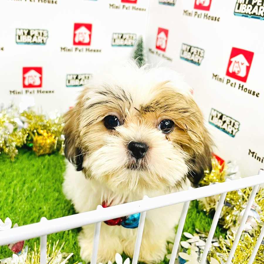 (EAST MALAYSIA - KK ) Shih Tzu Puppy (Male) For Sale