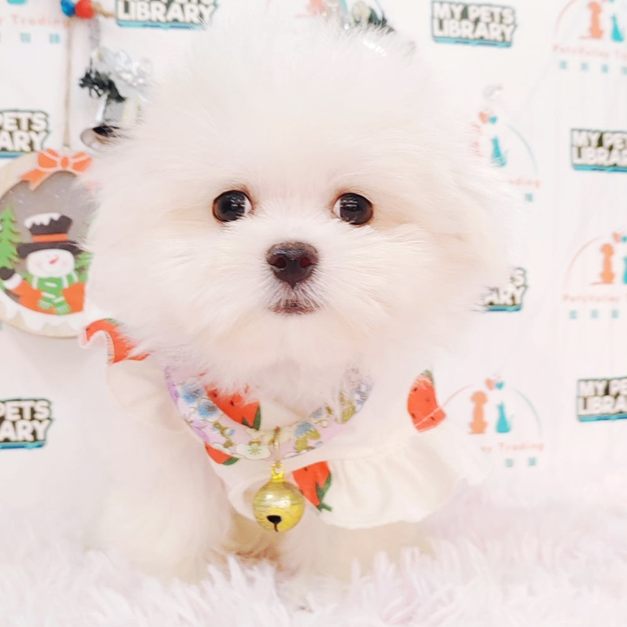 Maltese Puppy (Female) For Sale