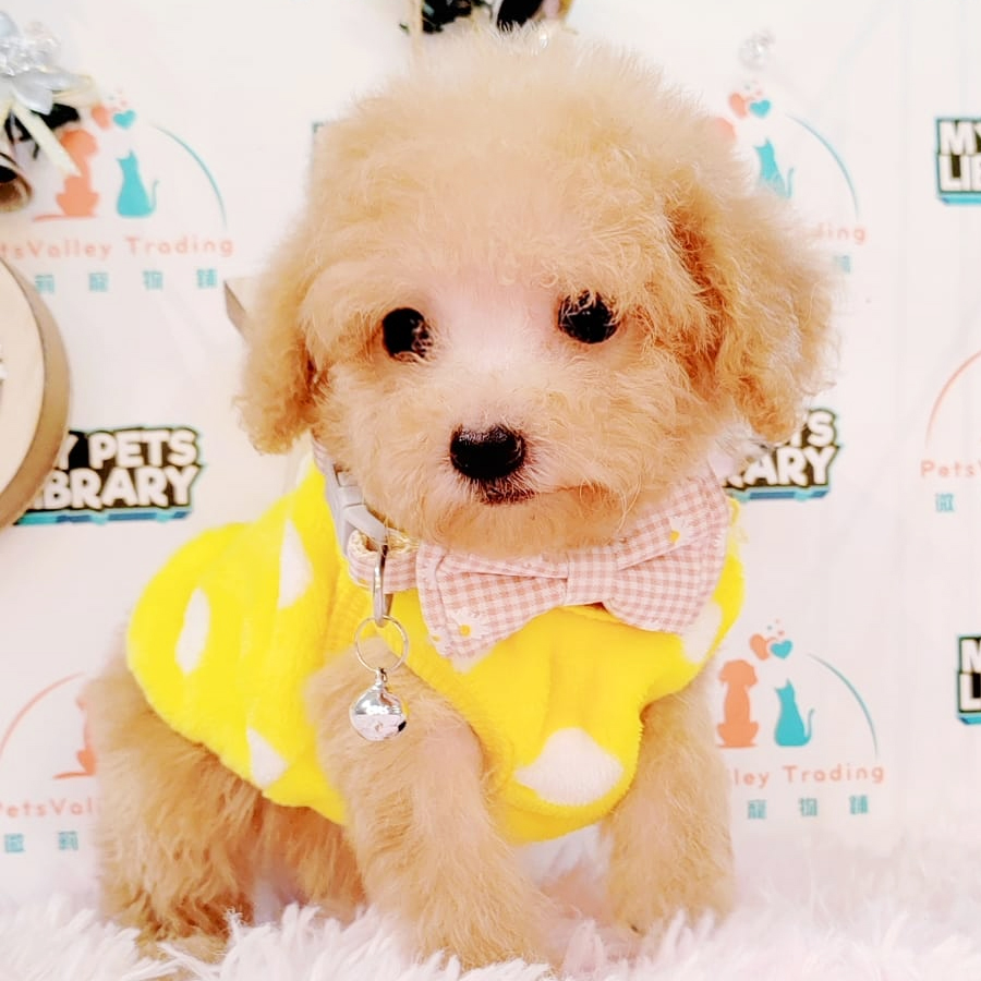 Maltipoo Puppy (Female) For Sale
