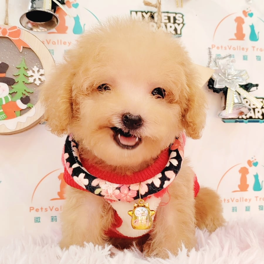 Tiny Poodle Puppy (Female) For Sale
