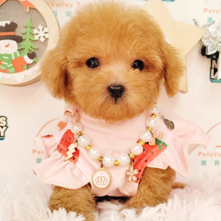 Tiny Poodle Puppy (Female) For Sale