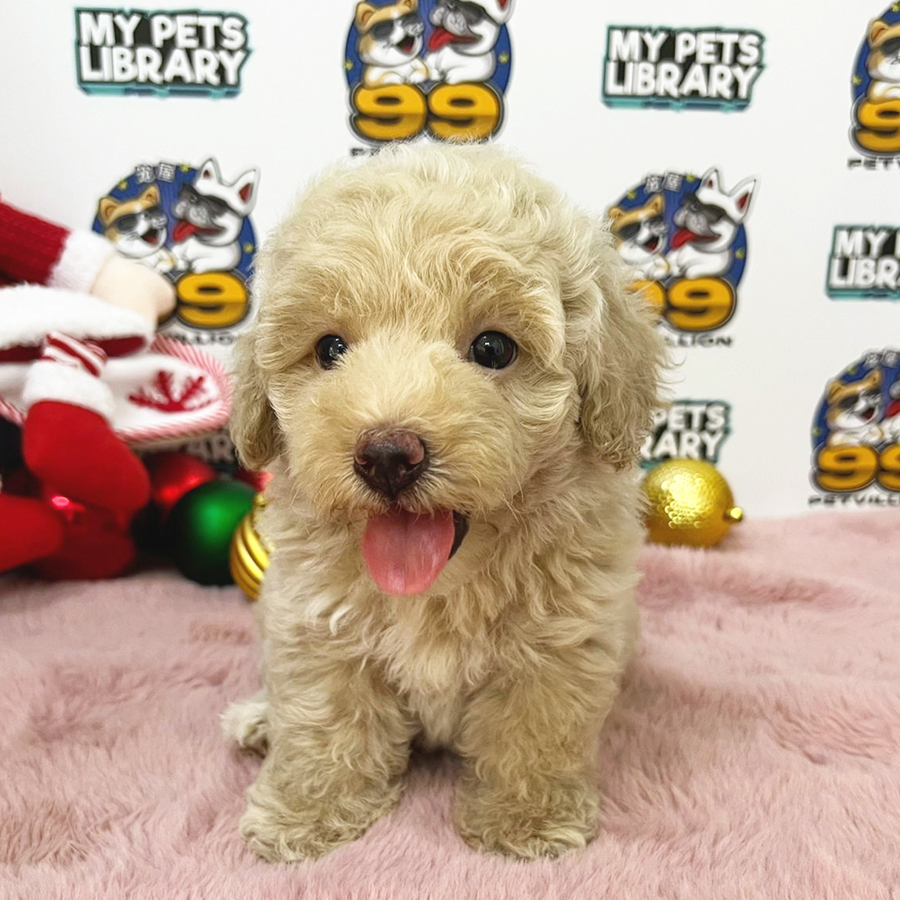 Toy Poodle Puppy (Female) For Sale
