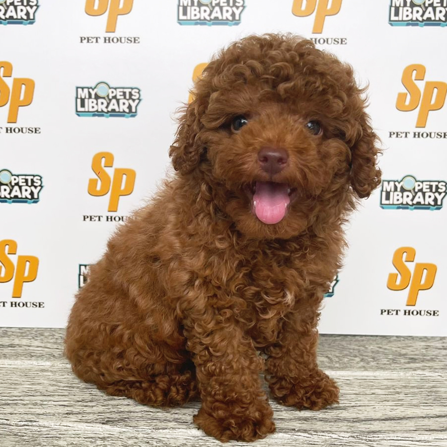 Toy Poodle Puppy (Male) For Sale