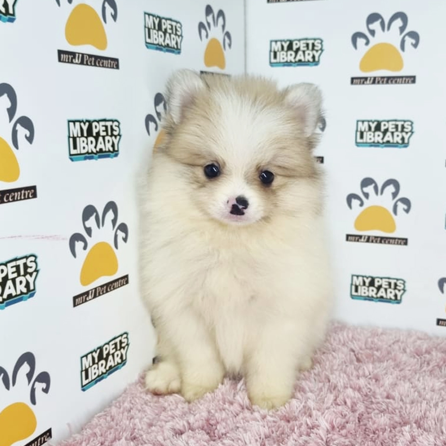 Pomeranian Puppy (Female) For Sale