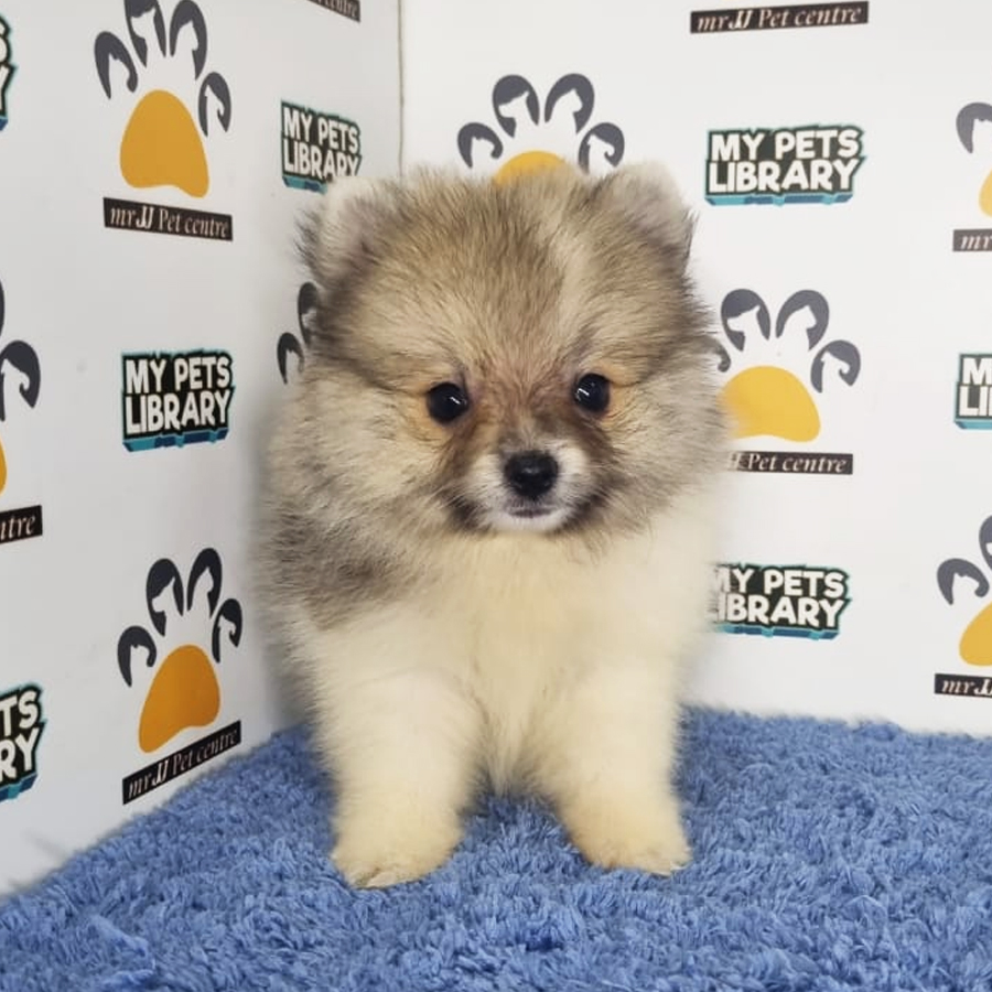 Pomeranian Puppy (Male) For Sale