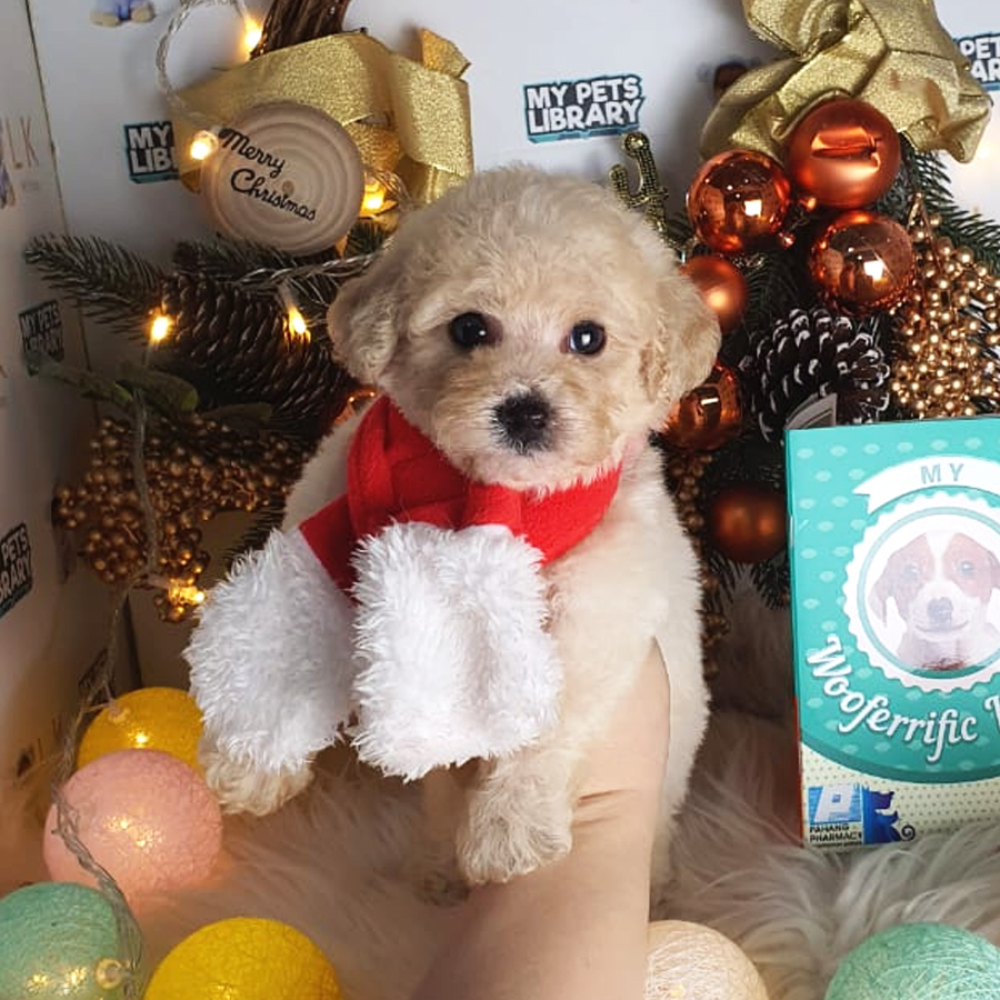 Tiny Poodle Puppy (Male) For Sale
