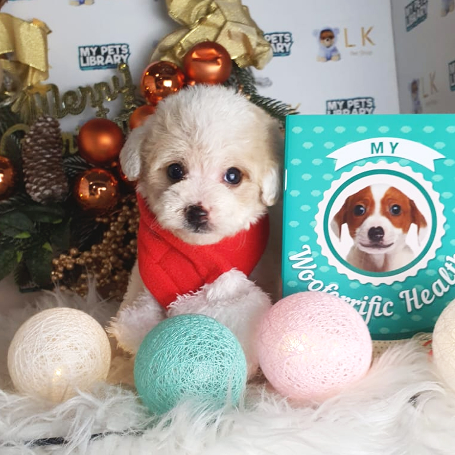 Tiny Poodle Puppy (Male) For Sale