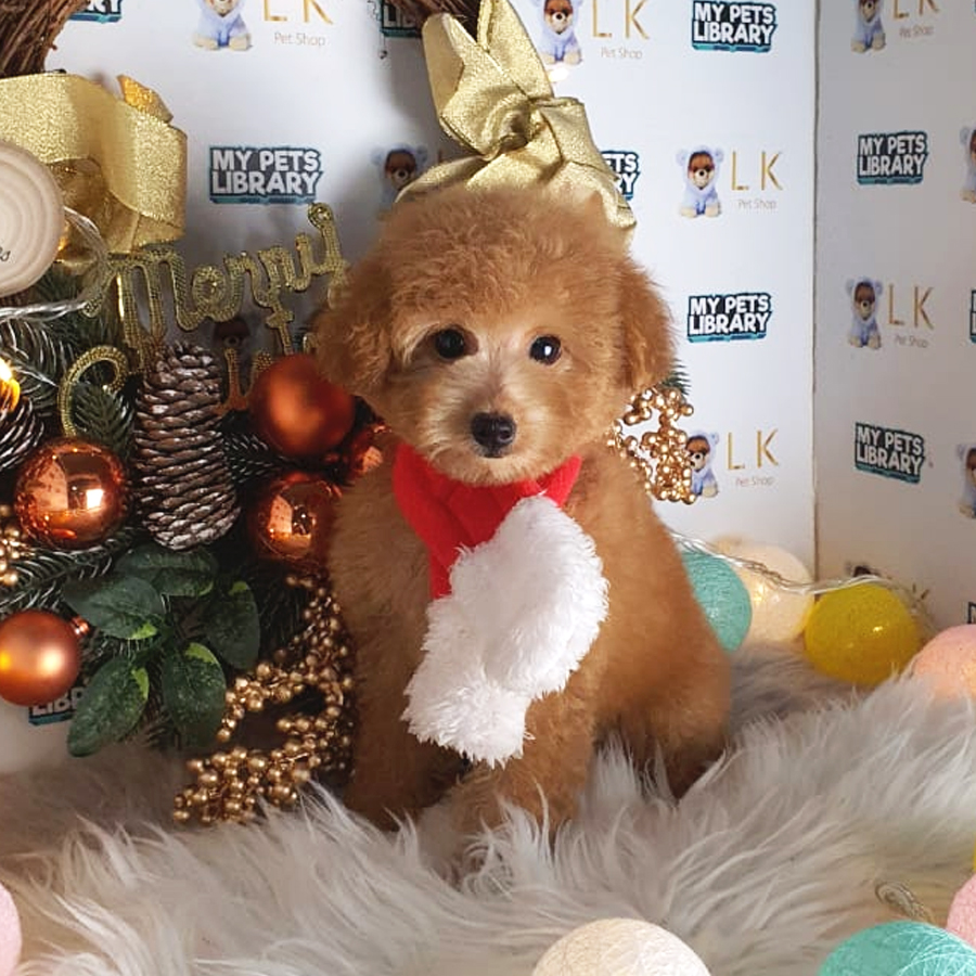 Maltipoo Puppy (Female) For Sale