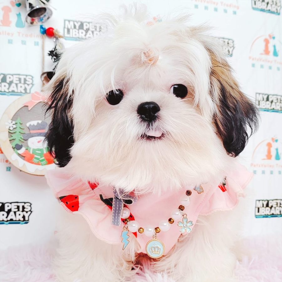 Shih Tzu Puppy (Female) For Sale
