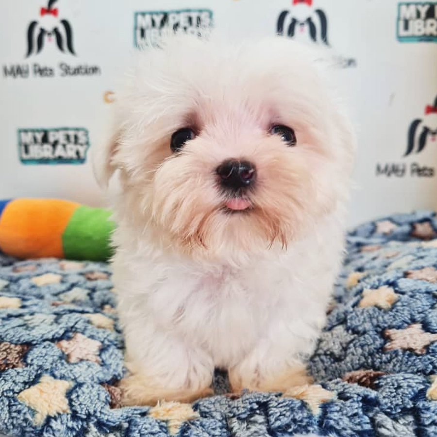 Tiny Maltese Puppy (Female) For Sale