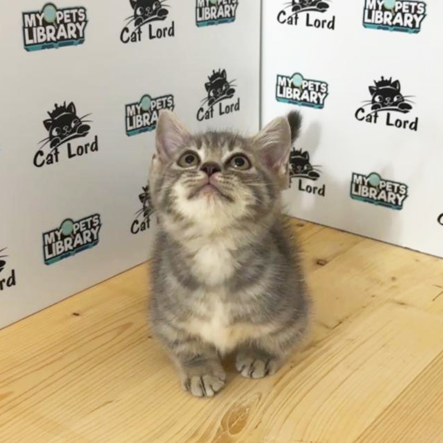 Munchkin Kitten (Male) For Sale