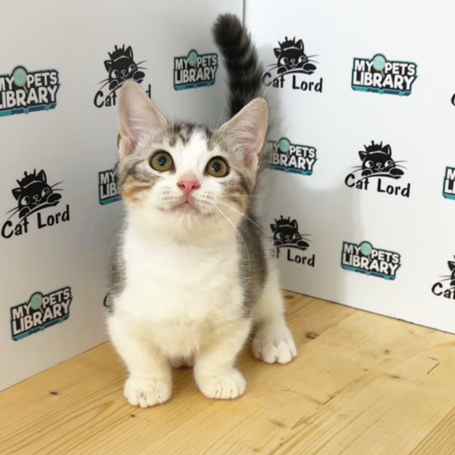 Munchkin Kitten (Male) For Sale