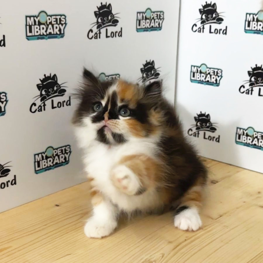 Minuet Napoleon Kitten (Female) For Sale
