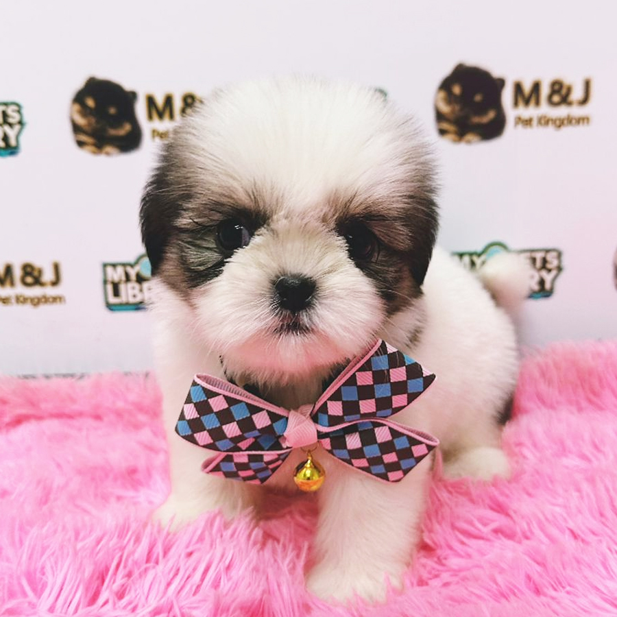 Shih Tzu Puppy (Female) For Sale