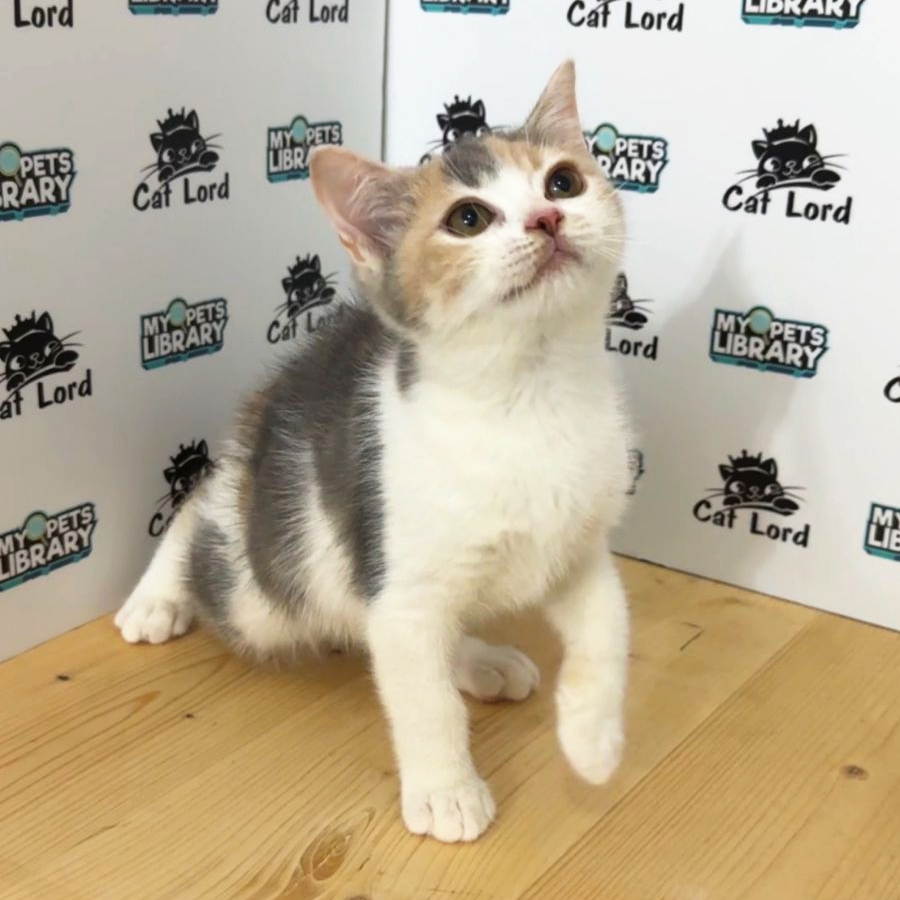 British Shorthair Kitten (Female) For Sale