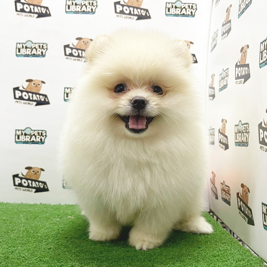 Pomeranian Puppy (Male) For Sale