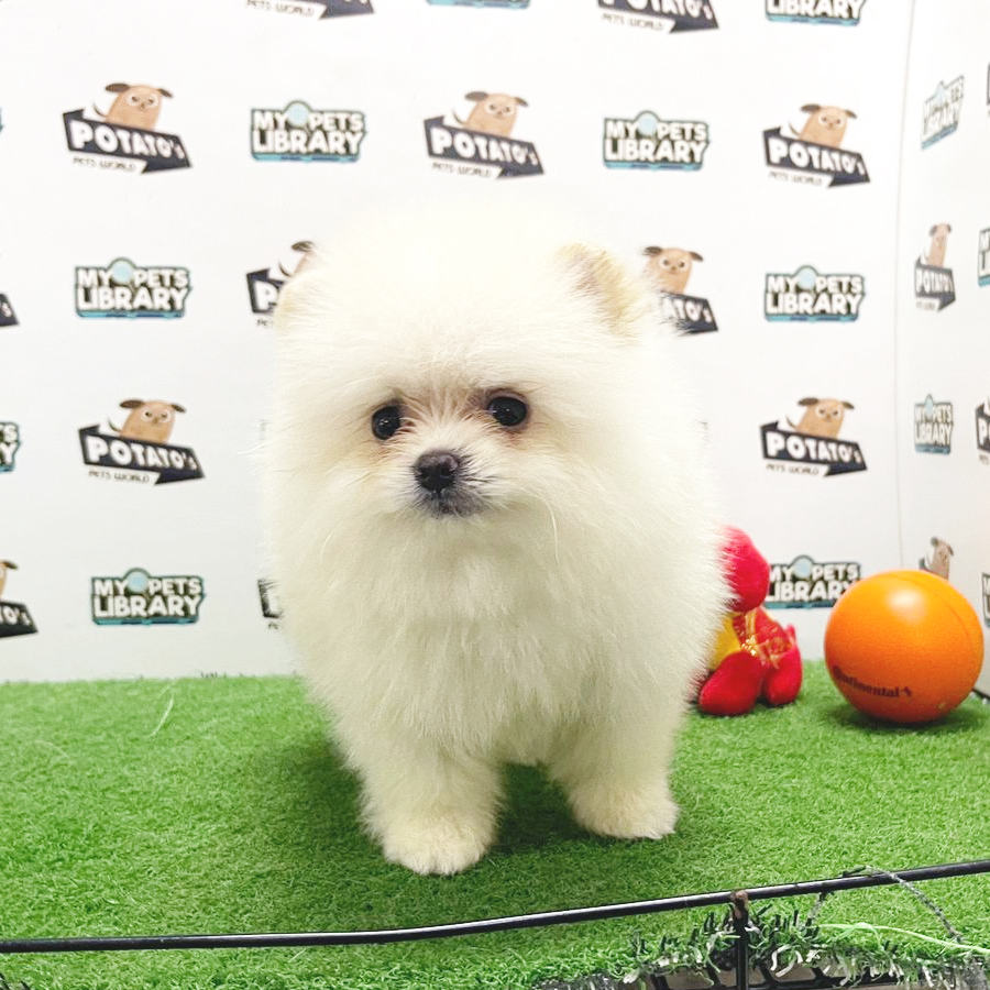 Pomeranian Puppy (Male) For Sale