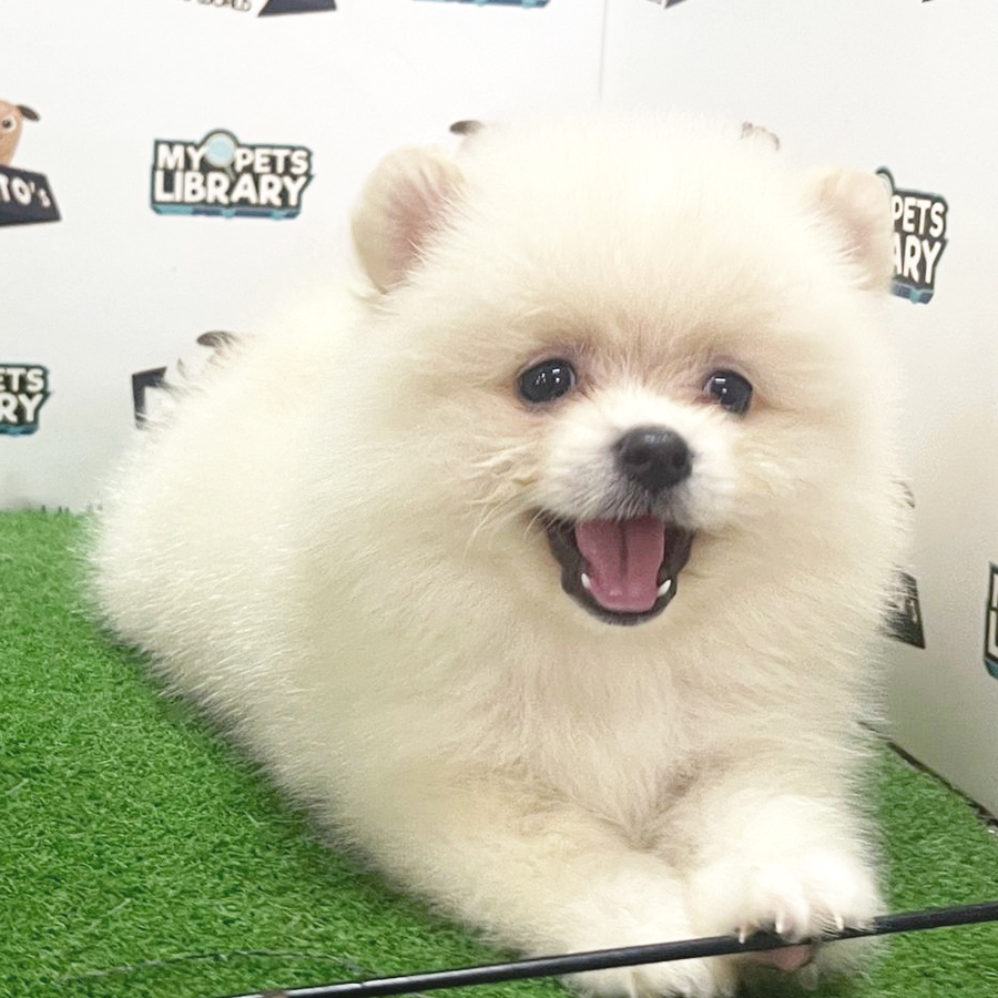 Pomeranian Puppy (Female) For Sale