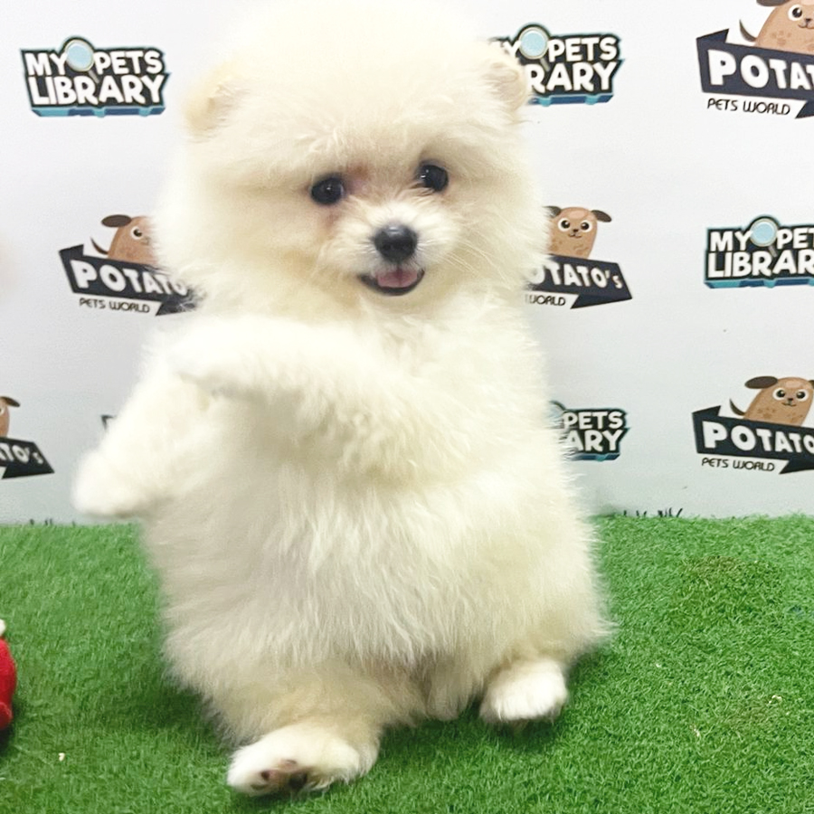 Pomeranian Puppy (Female) For Sale