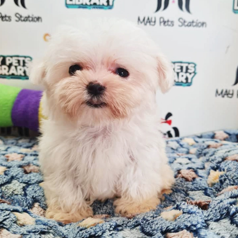 Tiny Maltese Puppy (Female) For Sale
