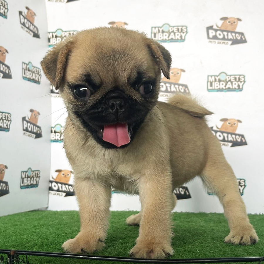 Pug Puppy (Male) For Sale