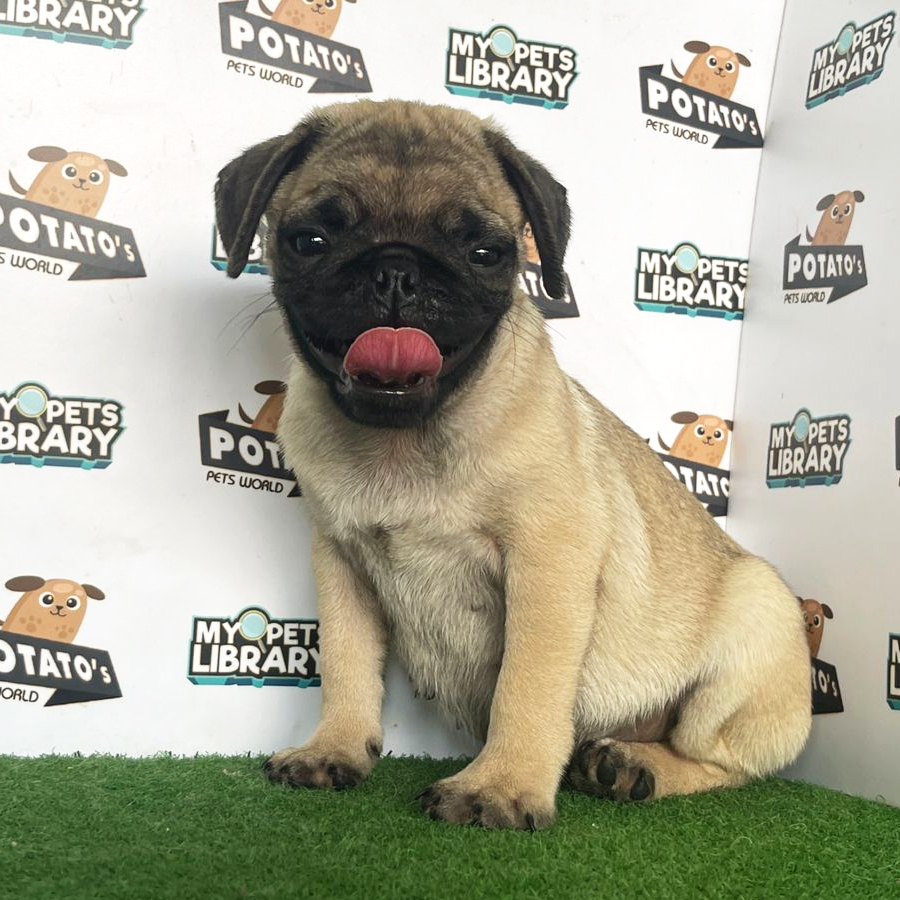 Pug Puppy (Male) For Sale