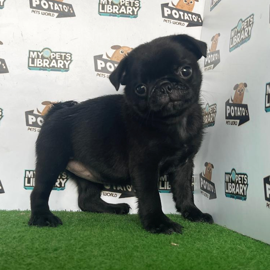 Pug Puppy (Male) For Sale